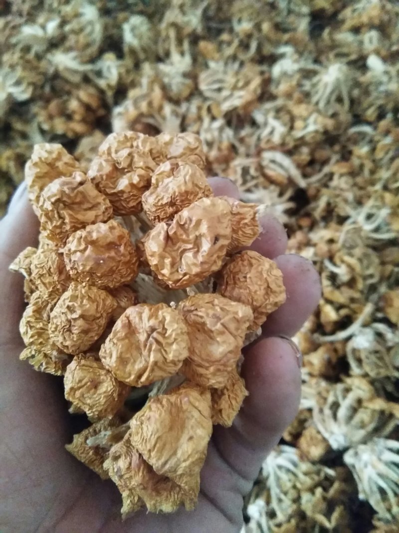 福建优质滑子菇干货-长期供货量大从优欢迎老板选购