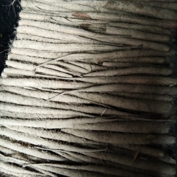 白玉山药，产地直发，量大优惠，