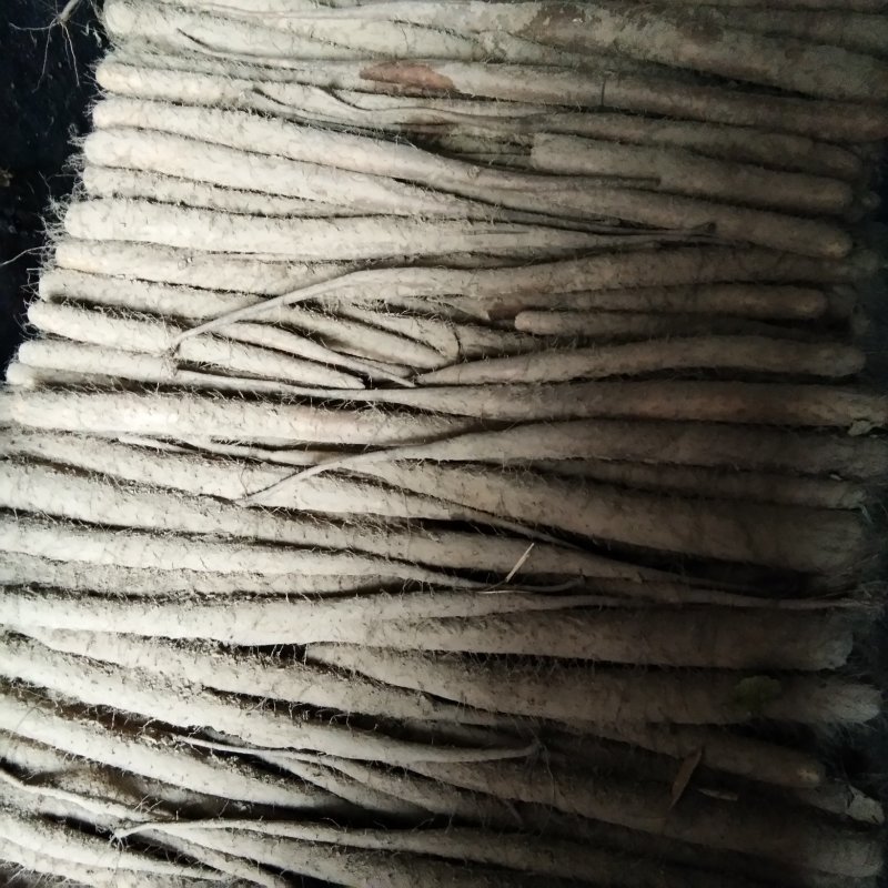 白玉山药，产地直发，量大优惠，