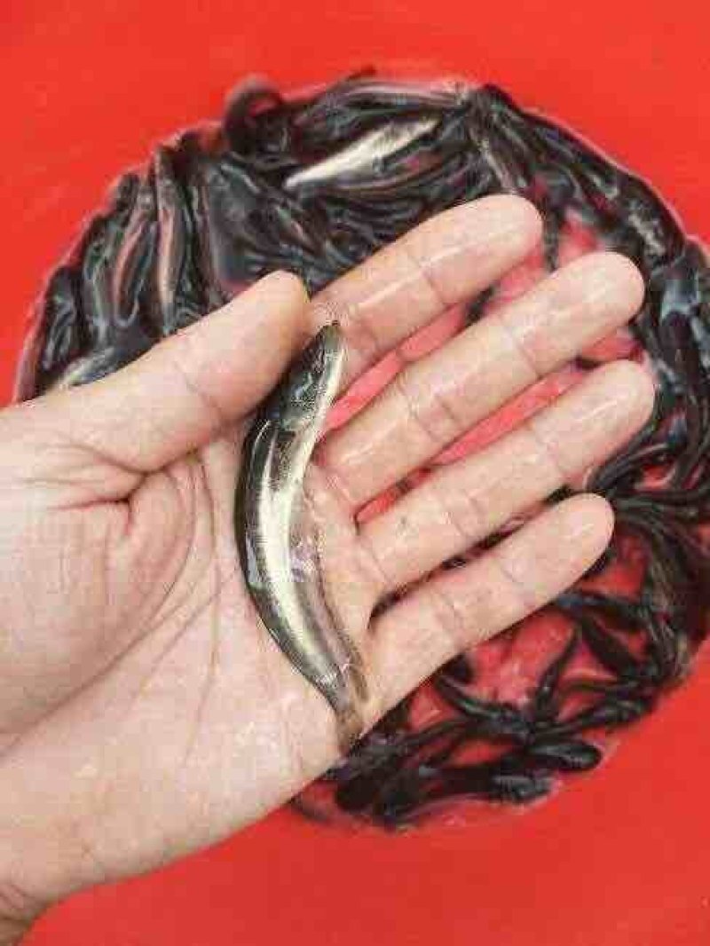 鲶鱼鱼苗活体淡水肉食类好养殖观赏埃及革胡子鲶鱼南方大口鲶