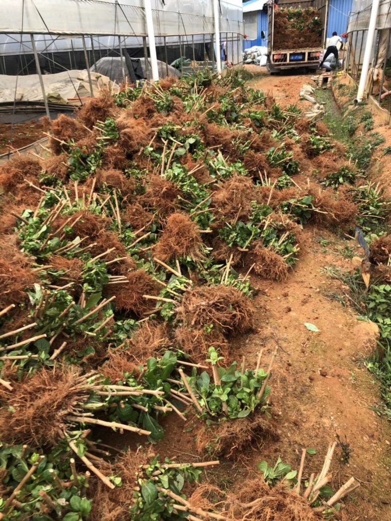 基地直销绣球苗八仙花种苗绣球大苗现挖现发