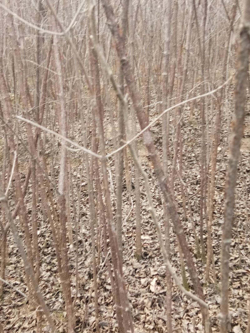 山茱萸优质天然无污染原生态。