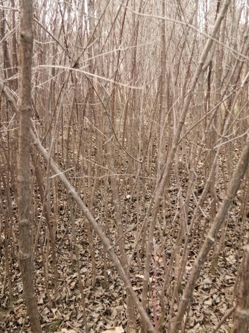 山茱萸优质天然无污染原生态。