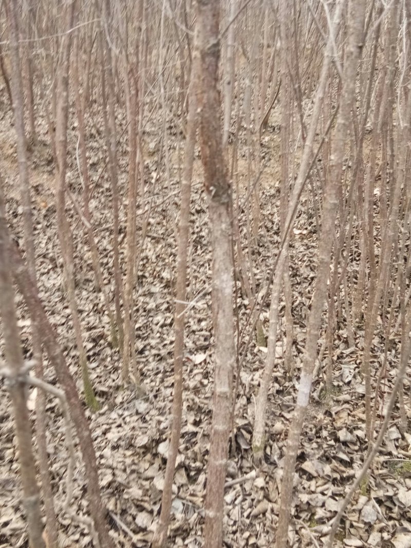 山茱萸优质天然无污染原生态。