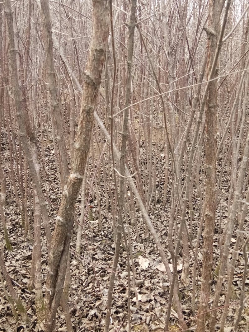 山茱萸优质天然无污染原生态。