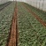 康乃馨切花种苗石竹苗技术指导易种植成活高