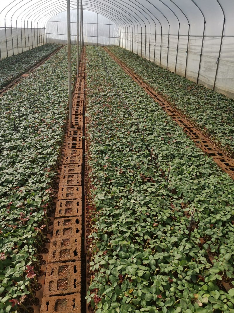 康乃馨切花种苗石竹苗技术指导易种植成活高