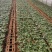 康乃馨切花种苗石竹苗技术指导易种植成活高