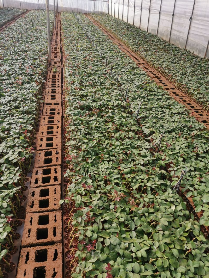 康乃馨切花种苗石竹苗技术指导易种植成活高