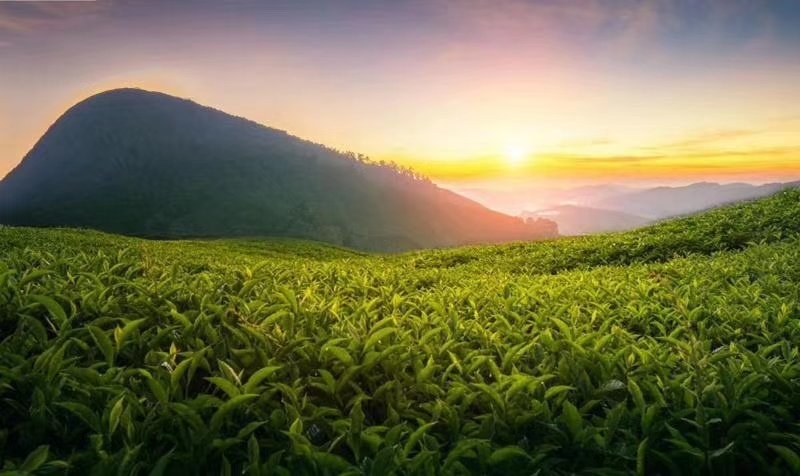 英德红茶