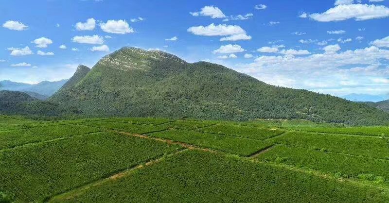 英德红茶