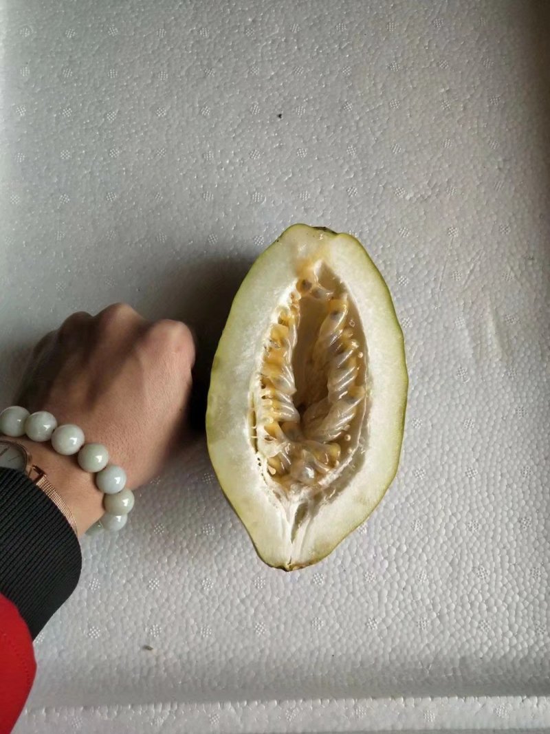 木瓜百香果苗密甜纯正品种苗包邮包售后技术指导