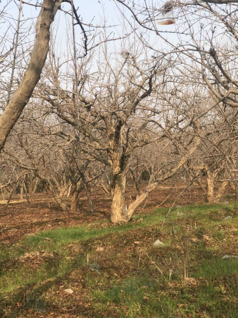 陕西精品古桩石榴树多种规格庭院别墅耐寒易成活