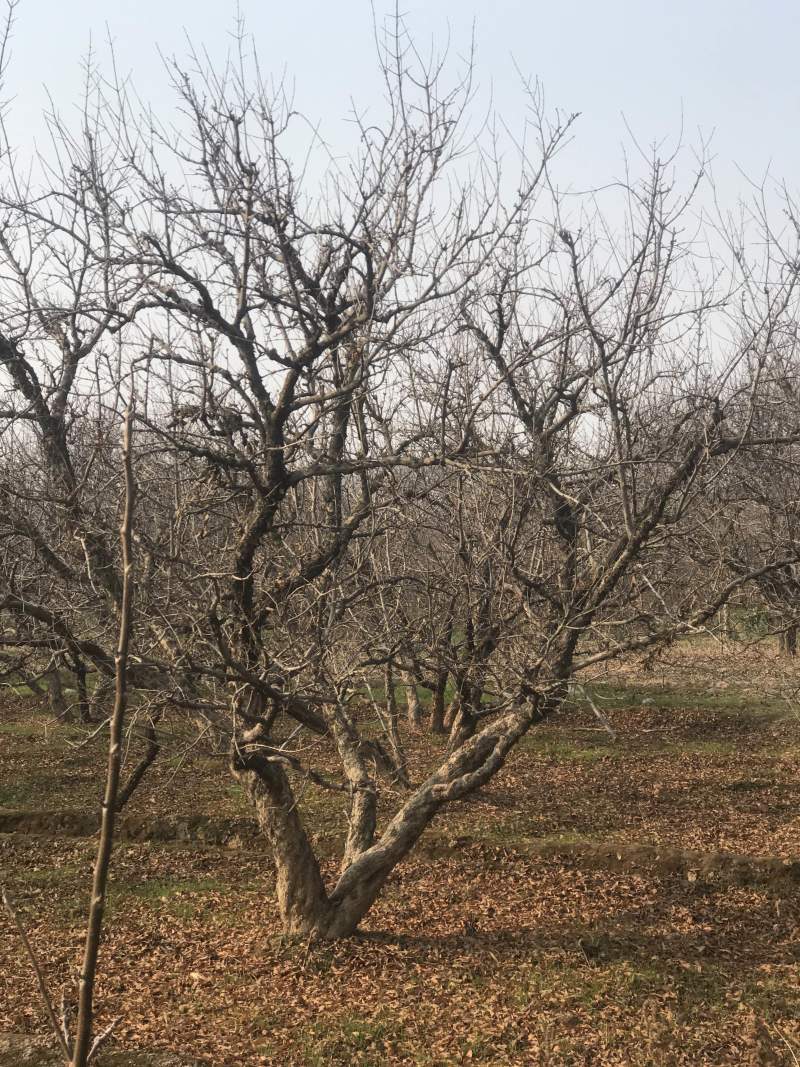 陕西精品古桩石榴树多种规格庭院别墅耐寒易成活