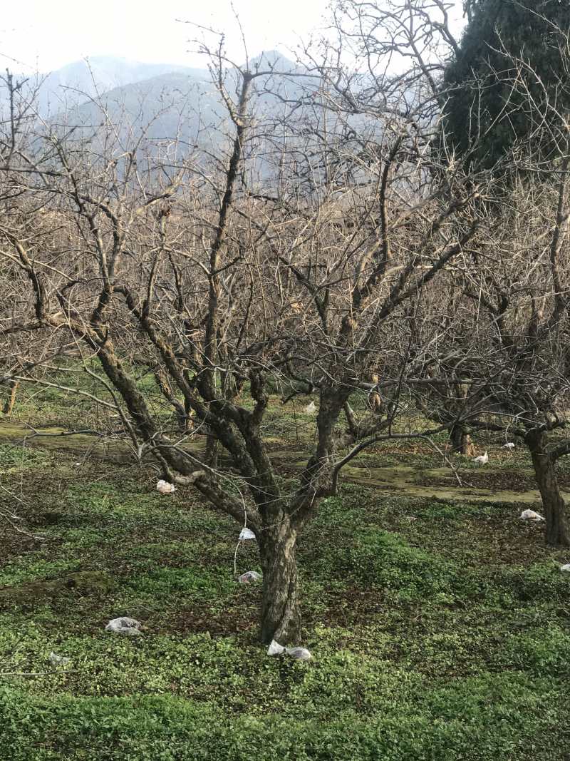 陕西精品古桩石榴树多种规格庭院别墅耐寒易成活