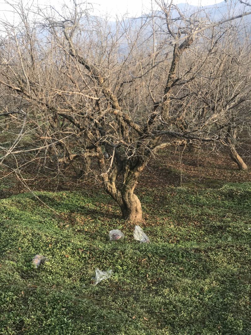 陕西精品古桩石榴树多种规格庭院别墅耐寒易成活