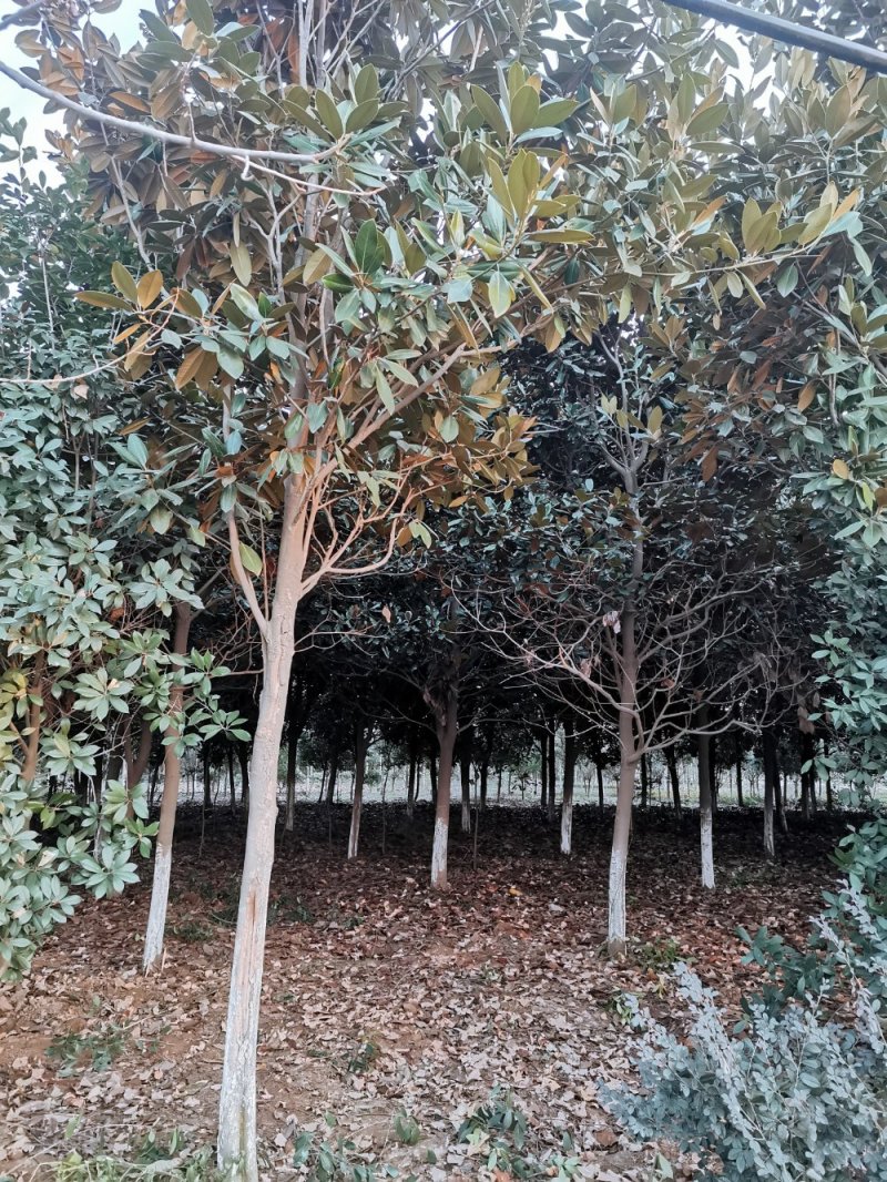 广玉兰玉兰之乡一级树