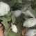 【番石榴苗】白心番石榴苗易种植好管理质量保证欢迎采购