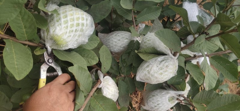 【番石榴苗】白心番石榴苗易种植好管理质量保证欢迎采购