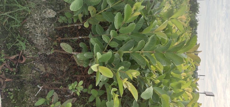 【番石榴苗】白心番石榴苗易种植好管理质量保证欢迎采购