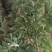 【番石榴苗】白心番石榴苗易种植好管理质量保证欢迎采购