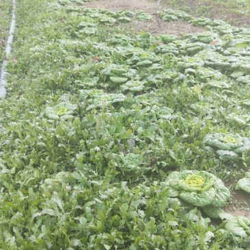 野生荠菜