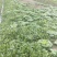 野生荠菜
