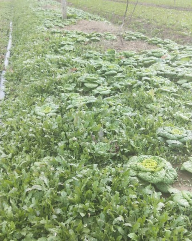 野生荠菜