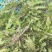 野生荠菜