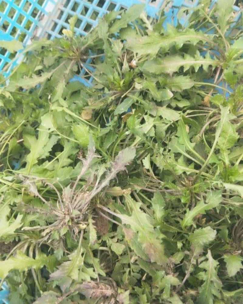野生荠菜