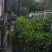 【精选】金煌芒芒果树苗产地直销，正宗嫁接营养杯苗大量上市