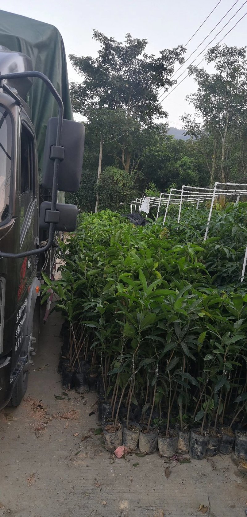 【精选】金煌芒芒果树苗产地直销，正宗嫁接营养杯苗大量上市