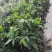【精选】金煌芒芒果树苗产地直销，正宗嫁接营养杯苗大量上市