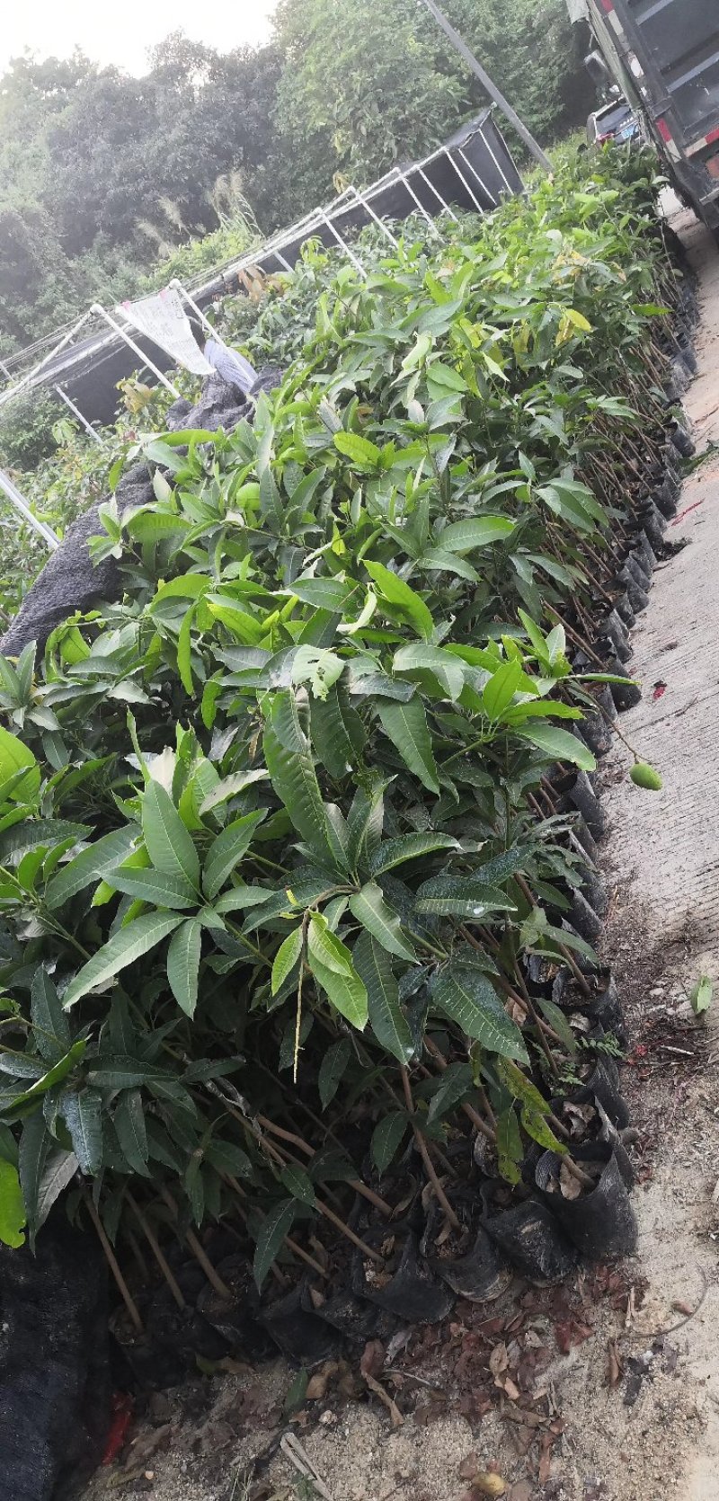【精选】金煌芒芒果树苗产地直销，正宗嫁接营养杯苗大量上市