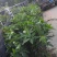 【精选】金煌芒芒果树苗产地直销，正宗嫁接营养杯苗大量上市