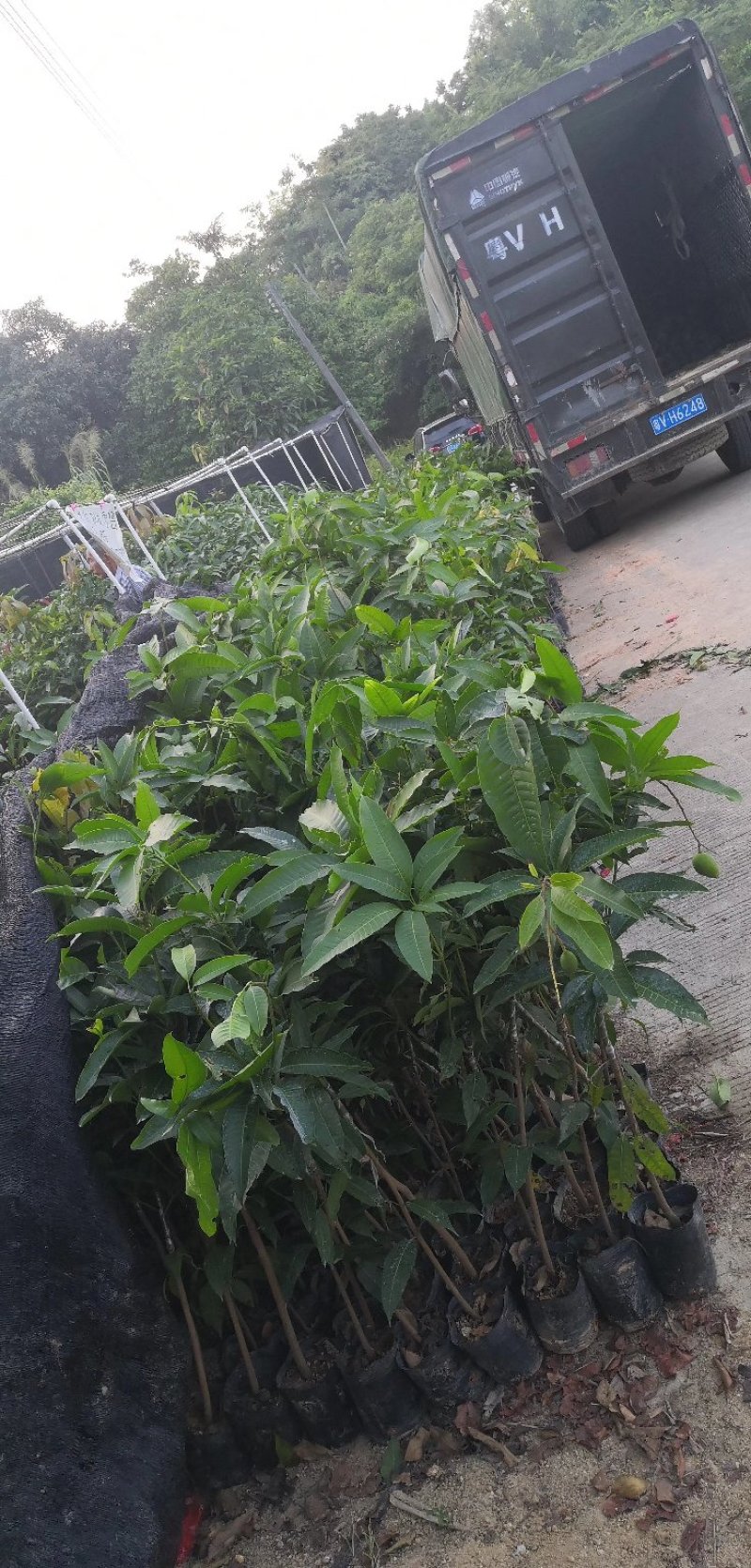 【精选】金煌芒芒果树苗产地直销，正宗嫁接营养杯苗大量上市