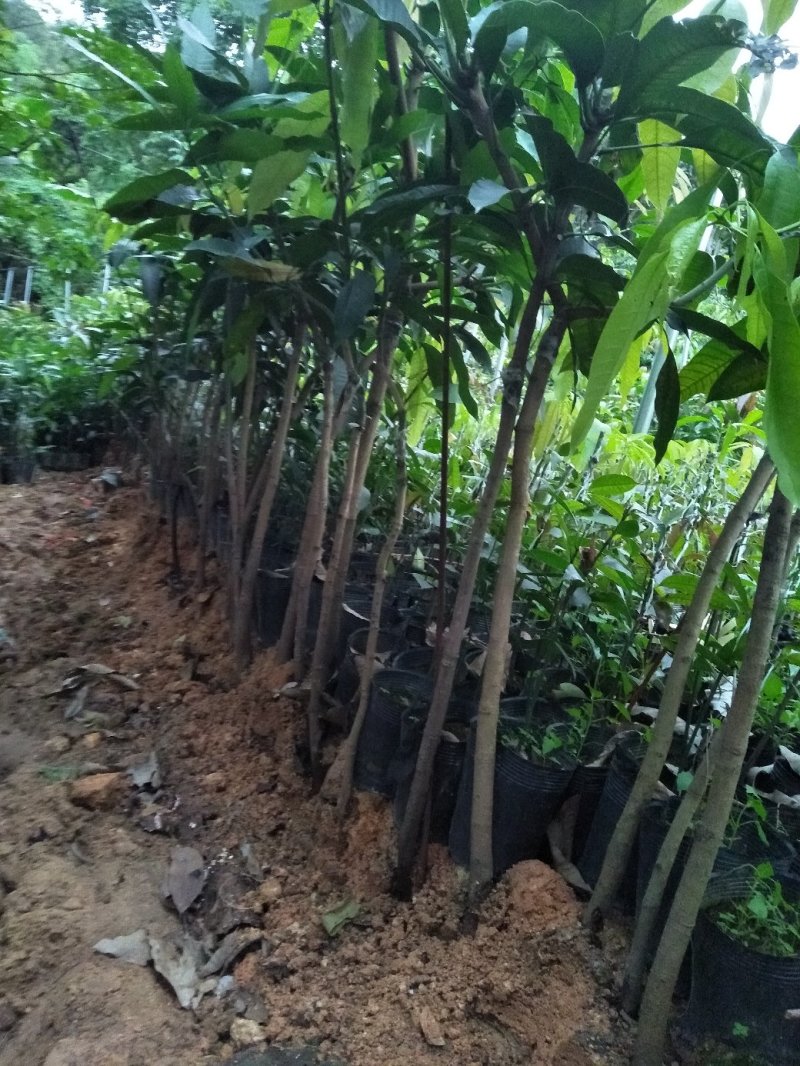 【精选】金煌芒芒果树苗产地直销，正宗嫁接营养杯苗大量上市