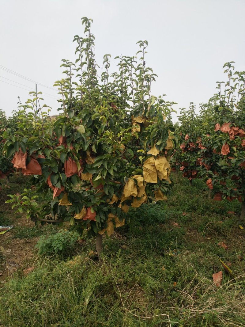 5-8cm大梨树通货走，低价出售适合南北方种植