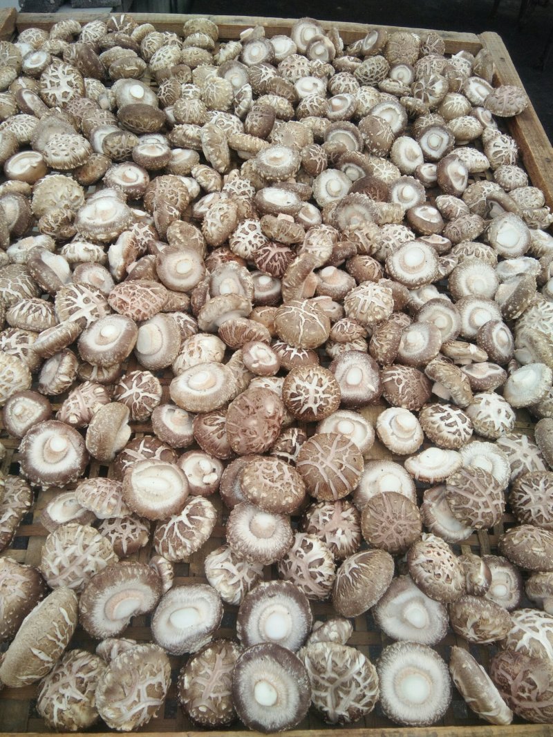 河南内乡农家自种鲜花菇，爱心助农，每天限50单