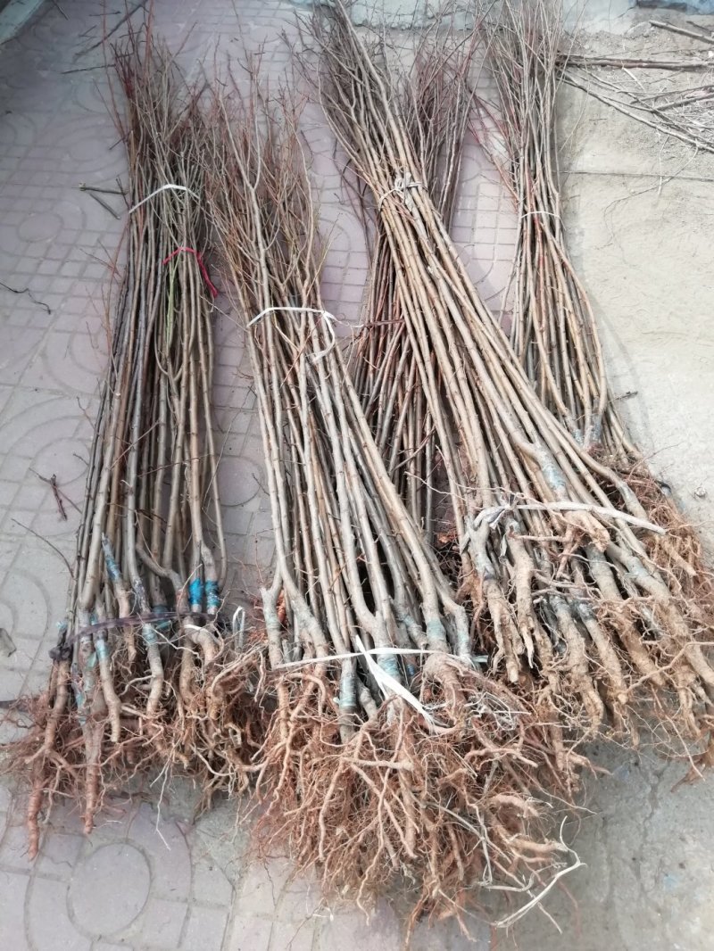 供应优质李子苗，有恐龙蛋，风味玫瑰，味帝，蜂糖李，西梅李