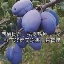 供应优质李子苗，有恐龙蛋，风味玫瑰，味帝，蜂糖李，西梅李