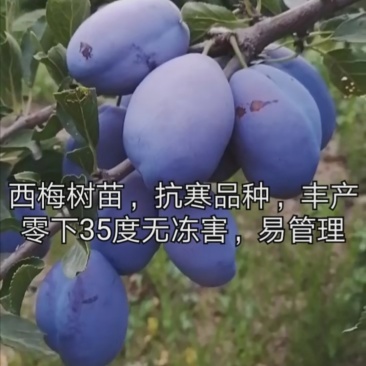 供应优质李子苗,有恐龙蛋,风味玫瑰,味帝,蜂糖李,西梅李