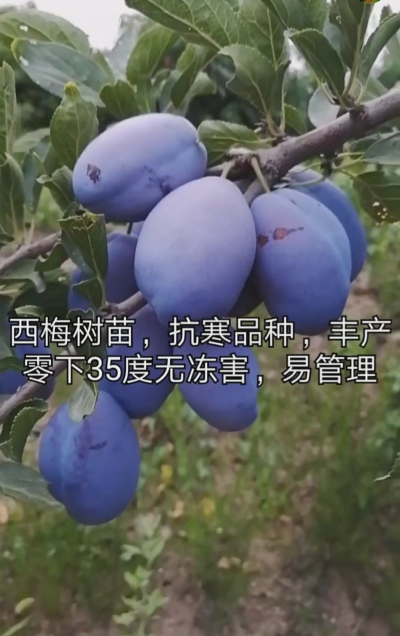 供应优质李子苗，有恐龙蛋，风味玫瑰，味帝，蜂糖李，西梅李