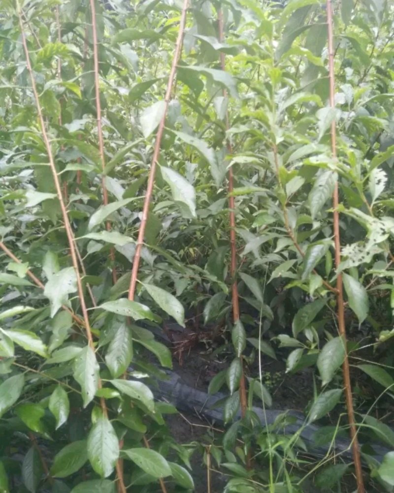 供应优质李子苗，有恐龙蛋，风味玫瑰，味帝，蜂糖李，西梅李