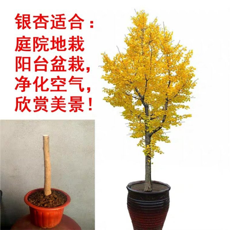 银杏苗基地直销价格便宜量大从优
