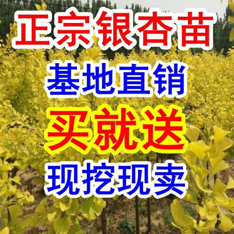 银杏苗基地直销价格便宜量大从优
