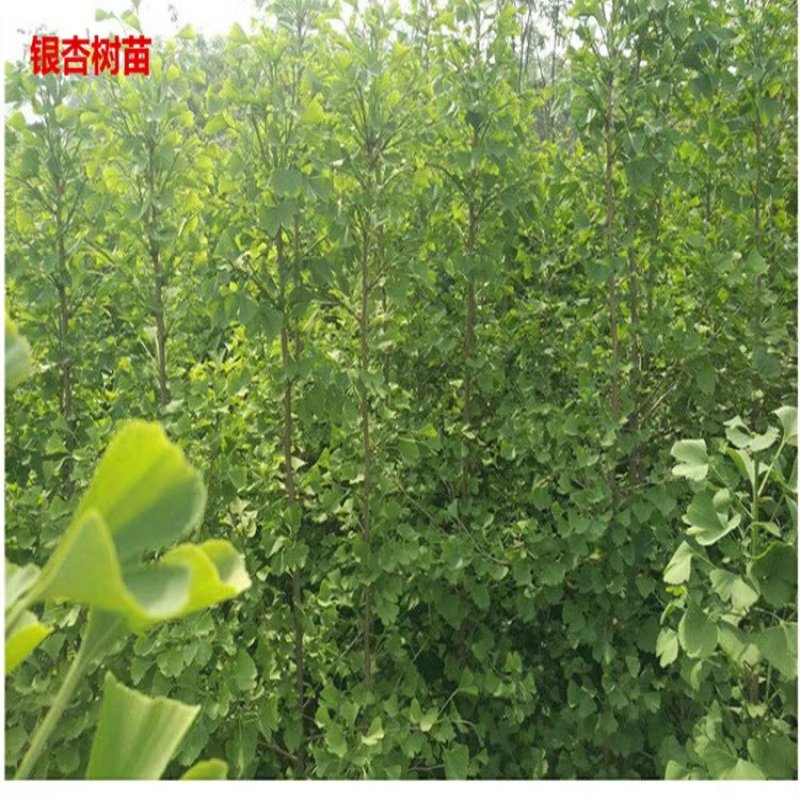 银杏苗基地直销价格便宜量大从优