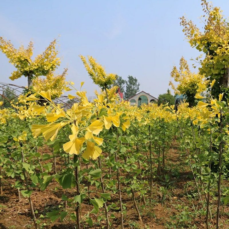 银杏苗基地直销价格便宜量大从优