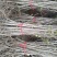银杏苗基地直销价格便宜量大从优
