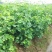 银杏苗基地直销价格便宜量大从优
